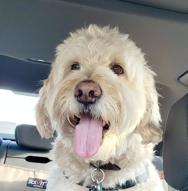 Plato the goldendoodle, ClaimsRevenue's Chief Morale Officer